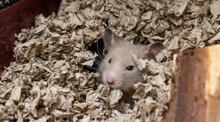 Small Animal Bedding
